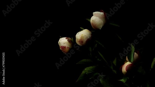Time-lapse video of white peony flowers blooming