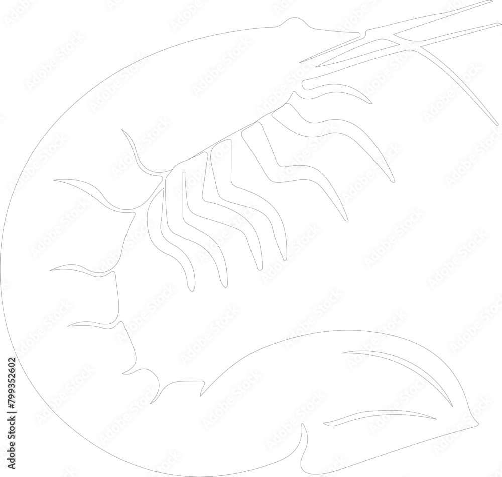 shrimp outline shrimp outline