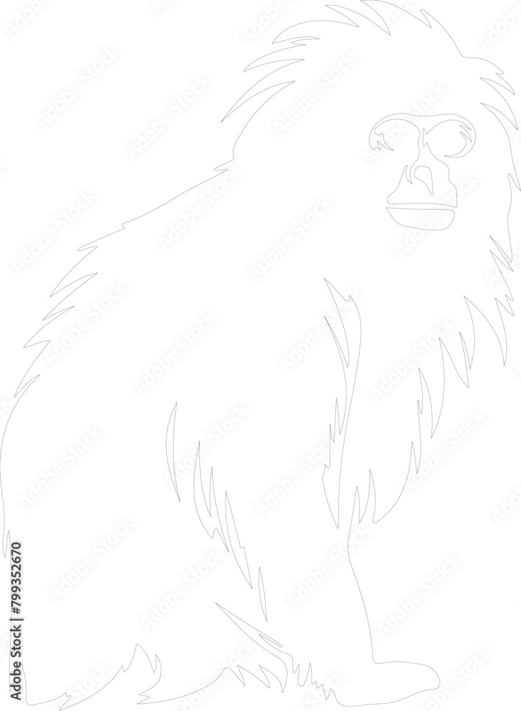 Obraz premium siamang outline