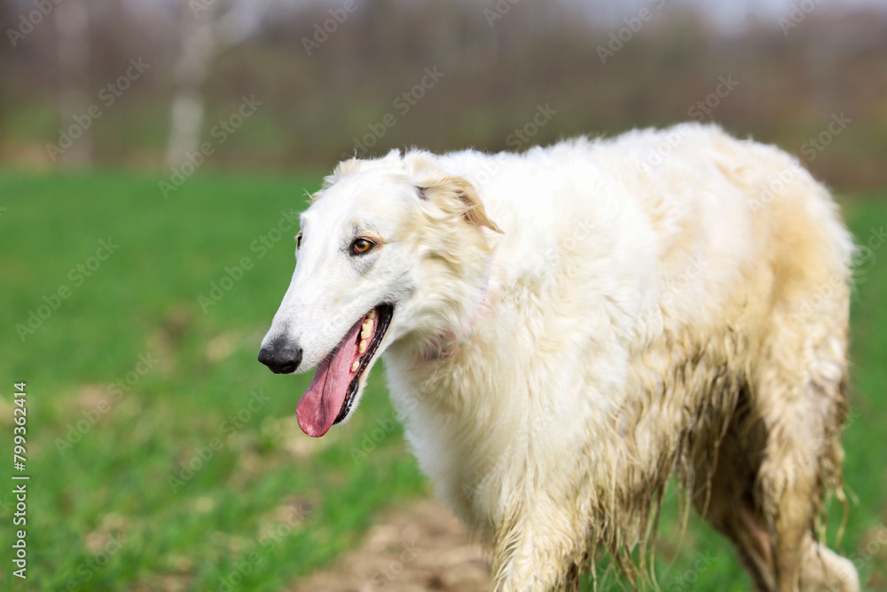 A white Russian greyhound runs across a field with green grass while walking outside the city.