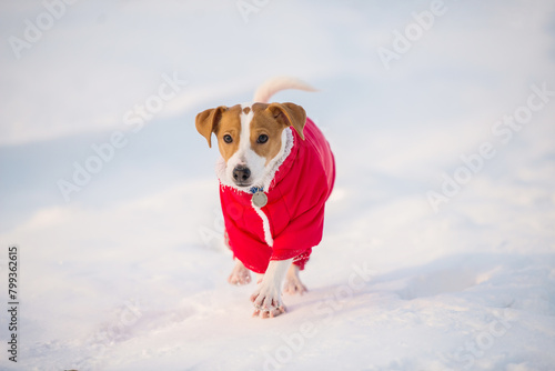 Jack Russell dog in a red overalls walking through the snow in winter