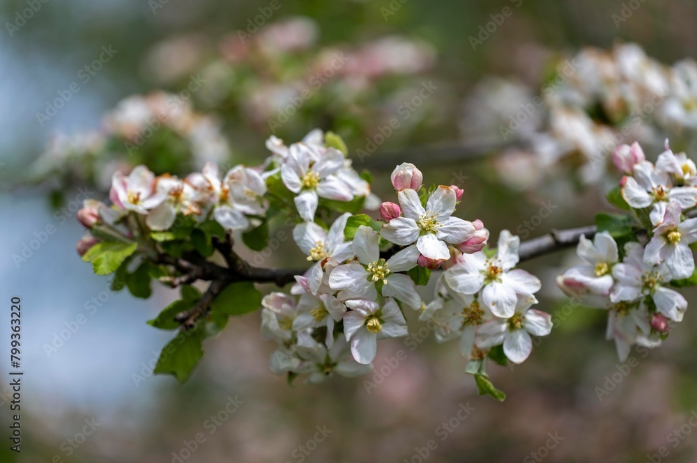 Apfelblüte Apfelblüte