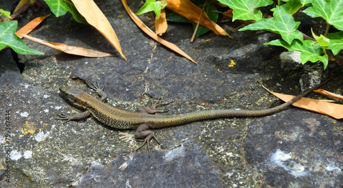 The Madeiran wall lizard (Teira dugesii)  a species of lizard in the family Lacertidae photo