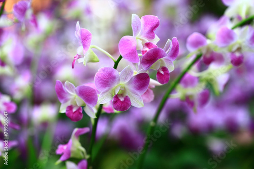 colorful Dendrobium or Orchid flowers blooming in the garden    © qaz1235