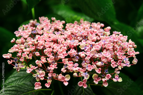 Hydrangea or Big-leaf Hyrdangea flowers blooming in the garden with green leaves
 photo