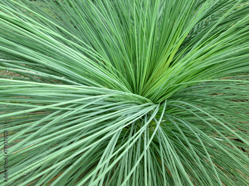 a swoosh of vibrant green grass stems 