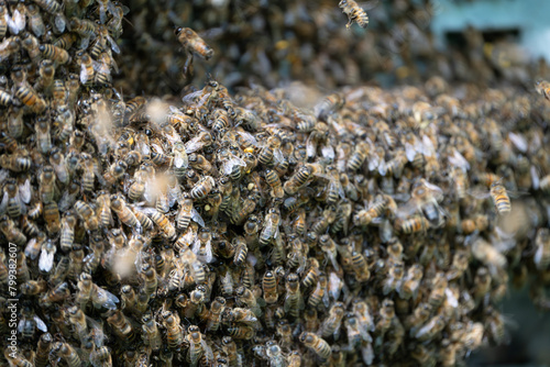 Swarm of Bees hanging outside of a bee hive © Niklas