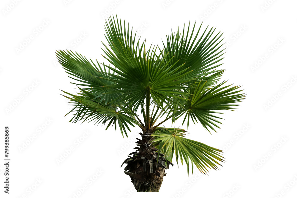Beautiful palm tree with green leaves isolated on white Beautiful palm tree with green leaves isolated on white