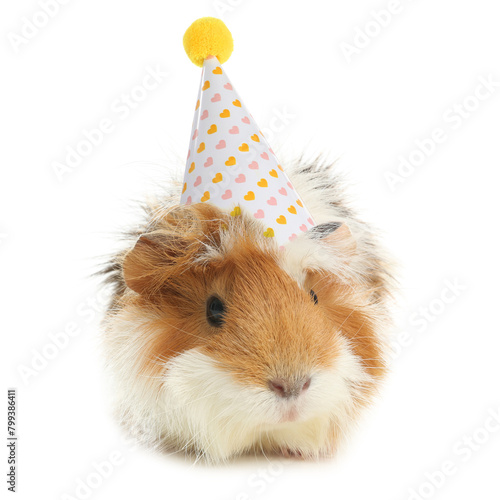 Cute guinea pig with party hat on white background