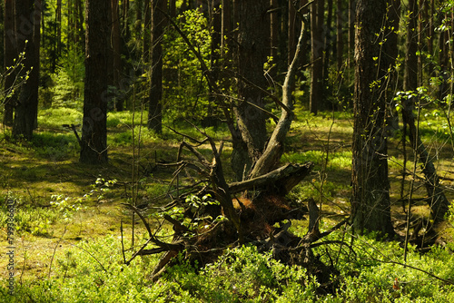 An old log in the forest covered with green moss. Close-up .