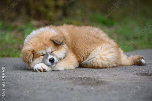 Cute Akita Inu puppy sleeping outdoors. Baby animal