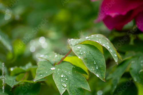 Raindrops in leaves during spring