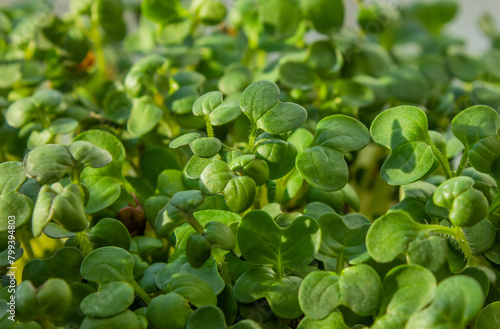 Fresh Microgreens closeup. Microgreen Mustard sprouts. Macro photo of Young green mustard shoots Microgreens growing. Healthy eating concept.