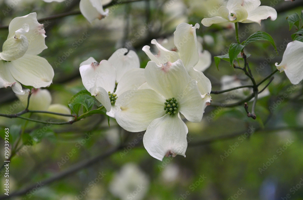 Beautiful white dogwood shrub flowers bloossom. Closeup photo outdoors. Planting,landscaping ,gardening concept.Free copy space.