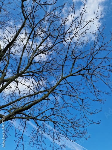 Fotografie kahler Äste. Minimalistischer Ansatz. Blauer Himmel im Hintergrund. Weiße Wolken. Äste. Vorfrühlingsszene. Sonniger Tag. Draußen. Nahaufnahme von Bäumen. Natürlichen Umgebung. Perfekt.
