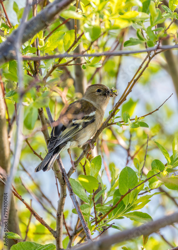 Photography Chaffinch (Fringilla coelebs) - Vibrant Songbird of Europe
