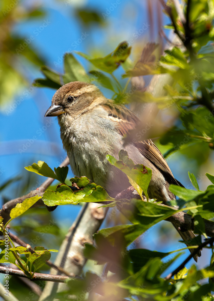 Female House Sparrow (Passer domesticus) - Subtle Charmer Female House Sparrow (Passer domesticus) - Subtle Charmer