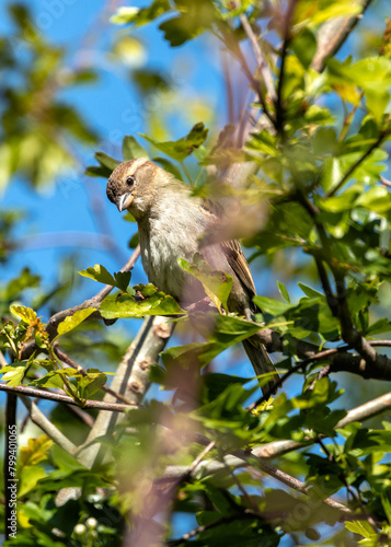 Photography Female House Sparrow (Passer domesticus) - Subtle Charmer