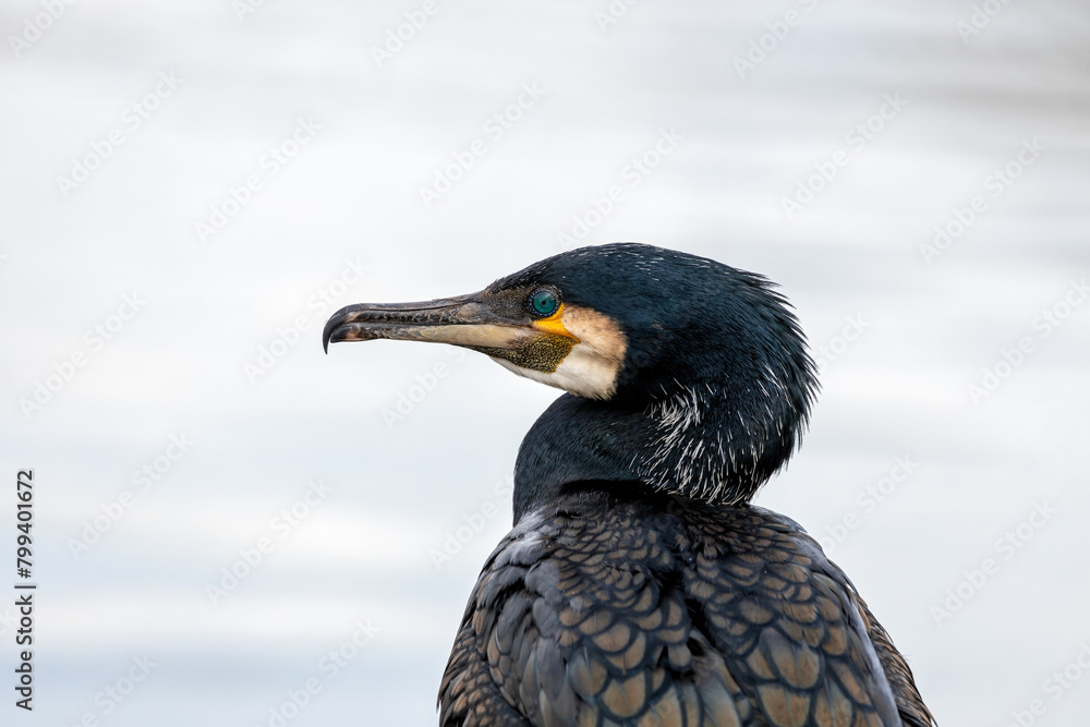 Fototapeta premium Great Cormorant (Phalacrocorax carbo) - Black Master of the Deep