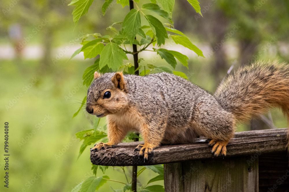 squirrel in the park squirrel in the park