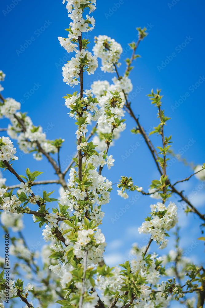 Branch with white Plum, cherries and allies flowers Branch with white Plum, cherries and allies flowers
