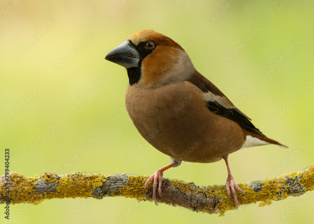 Hawfinch sits on a branch covered with lichen. Its large black beak is clearly visible.