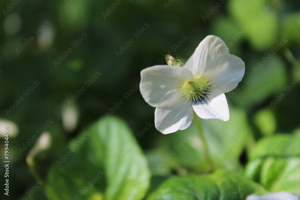 close up of a white flower, white violet flower close-up isolated,