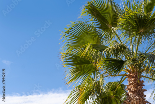 close-up dense leaves tropical leaf African Sabal fan palm tree swaying in wind, summer background, deciduous palm tree on blue sky, concept transcendence, infinity, banner for design © kittyfly