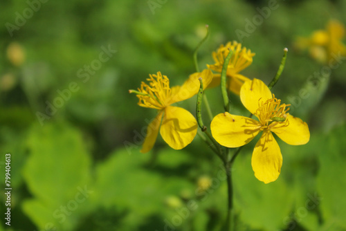  yellow celandine flower and fresh celandine leaves, natural background photo