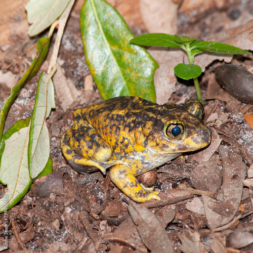 Eastern spadefoot toad just before he begins burrowing in the dirt. Side view of his body showing his identifying vertical eye pupil and black spade. photo