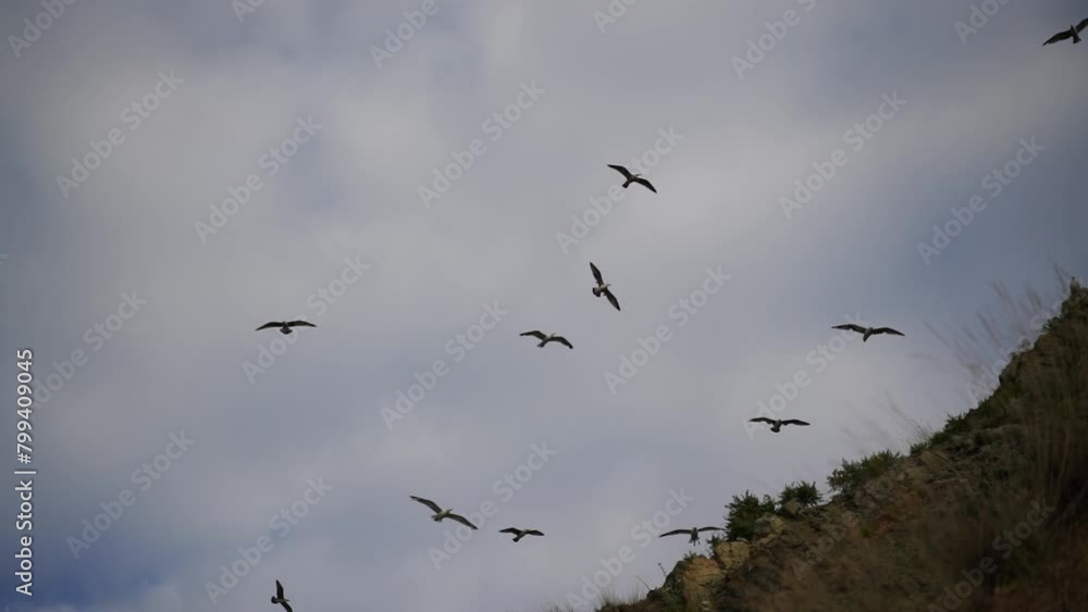 Flock of seagulls in blue sky with clouds sunny day. Over rocks and trees. Natural bird behavior in natural landscape. Flock of seagulls in blue sky with clouds sunny day. Over rocks and trees. Natural bird behavior in natural landscape.