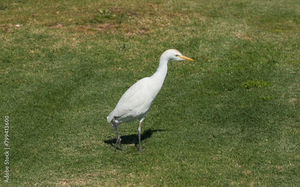 Fototapeta premium Little egret (Egretta garzetta). The white bird hunts fish in the red Sea.