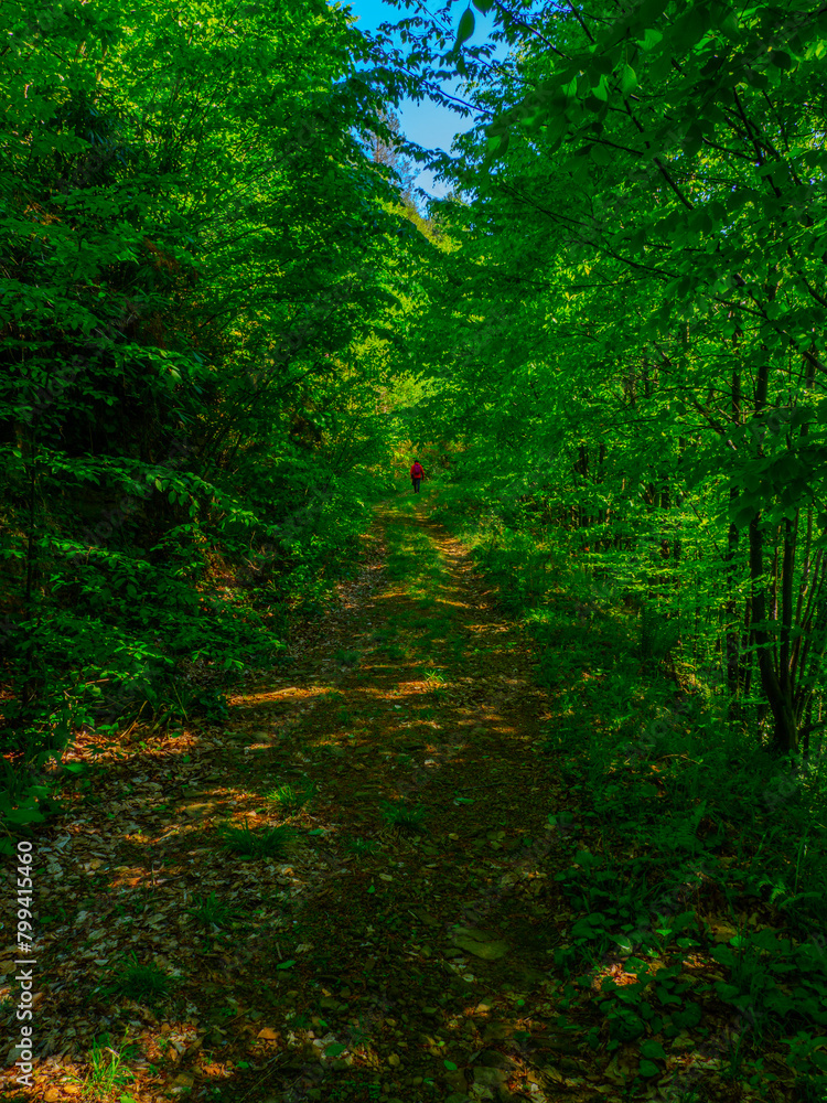 image of lush green nature in spring image of lush green nature in spring