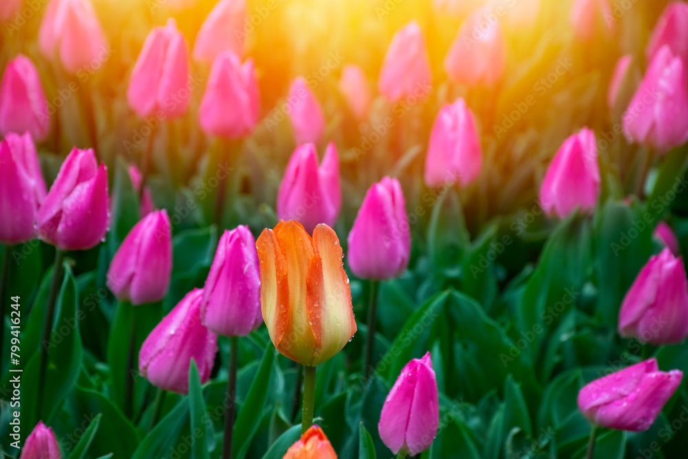 Pink tulips with water droplets in Sunset. Close up shot of pink tulip in Emirgan Park. Pink tulips lit by sunlight.