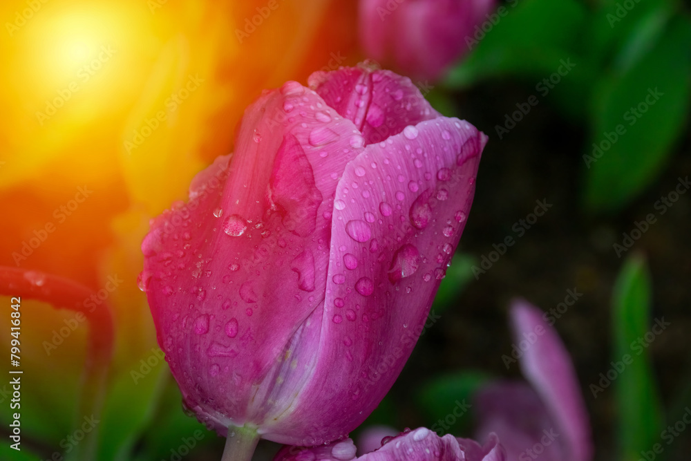 Pink tulips with water droplets in Sunset. Close up shot of pink tulip in Emirgan Park. Pink tulips lit by sunlight. Pink tulips with water droplets in Sunset. Close up shot of pink tulip in Emirgan Park. Pink tulips lit by sunlight.