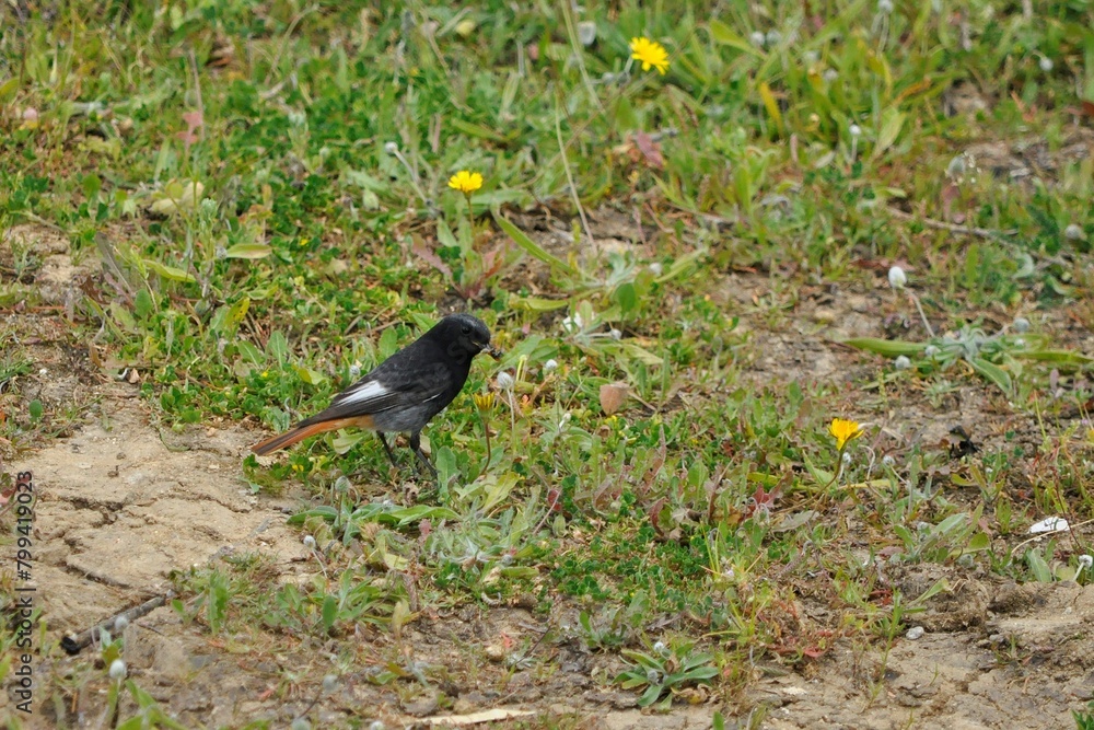 Obraz premium Colirrojo tizón con insecto en el pico