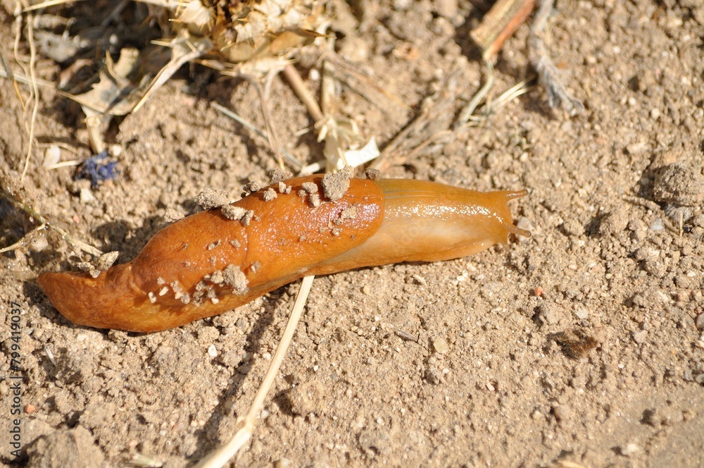 Babosa terrestre Babosa terrestre