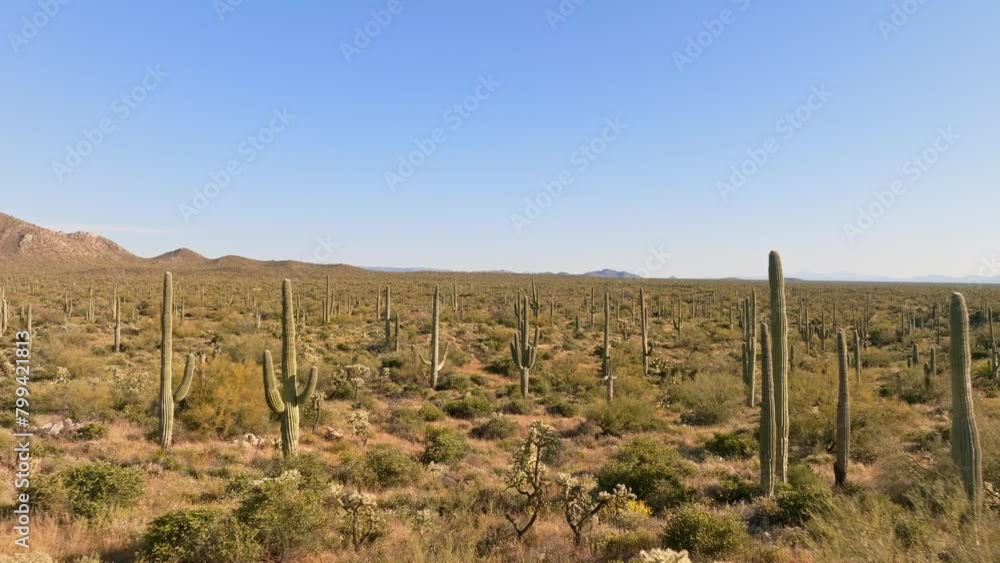 Aerial view flying over hilly cactus forest Aerial view flying over hilly cactus forest