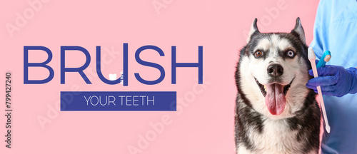 Veterinarian brushing Siberian Husky dog's teeth on pink background photo