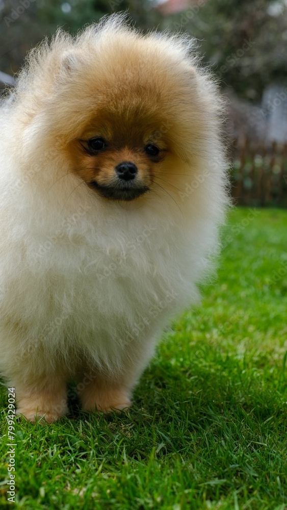 Portrait of cute pomeranian puppy dog at the park.