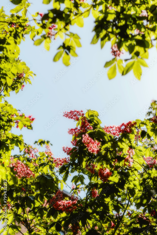 autumn leaves background