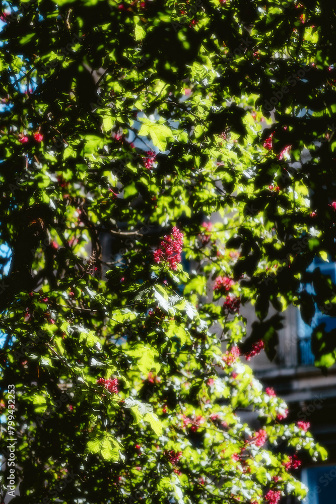 flowers in the park