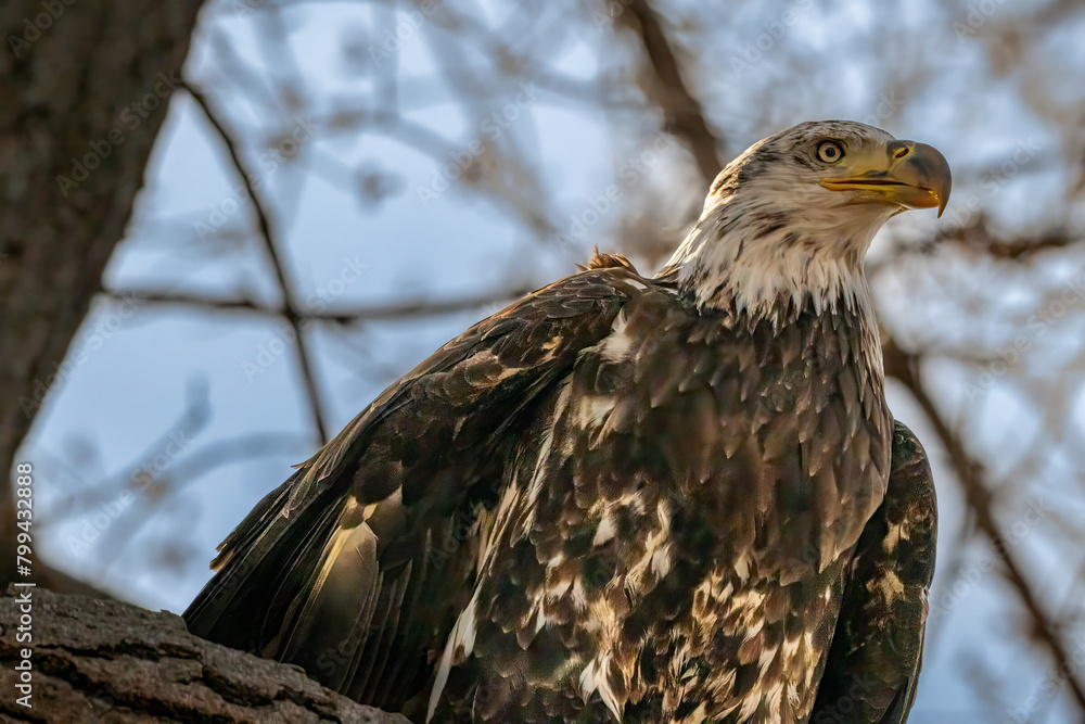 Juvenal Bald eagle Juvenal Bald eagle