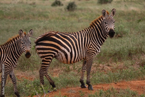 zebra in the wild