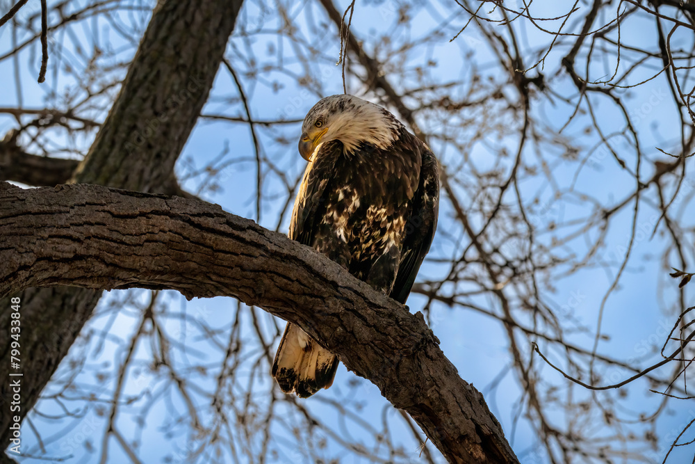 bald eagle on tree bald eagle on tree