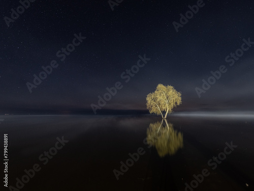 tree on the water