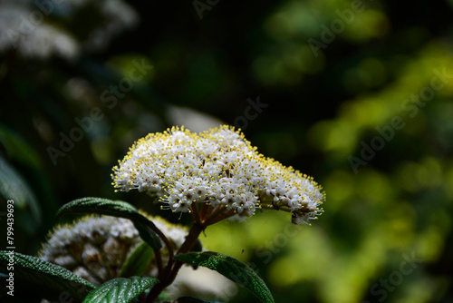 biały kwiat Kalina sztywnolistna, kwitnąca kalina, blooming viburnum, Viburnum rhytidophyllum, leatherleaf viburnum	 photo