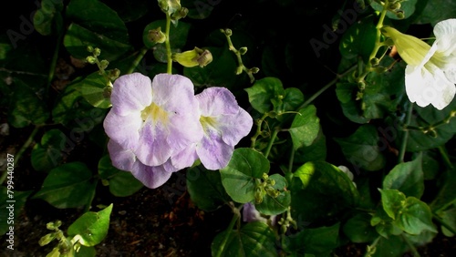 planta flor coromandel - Asystasia gangetica                                                                                                                                                             photo