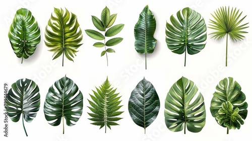Isolated tropical leaves of different plants on white background. Set of exotic foliage of various sizes and colors. Colorful realistic illustration.