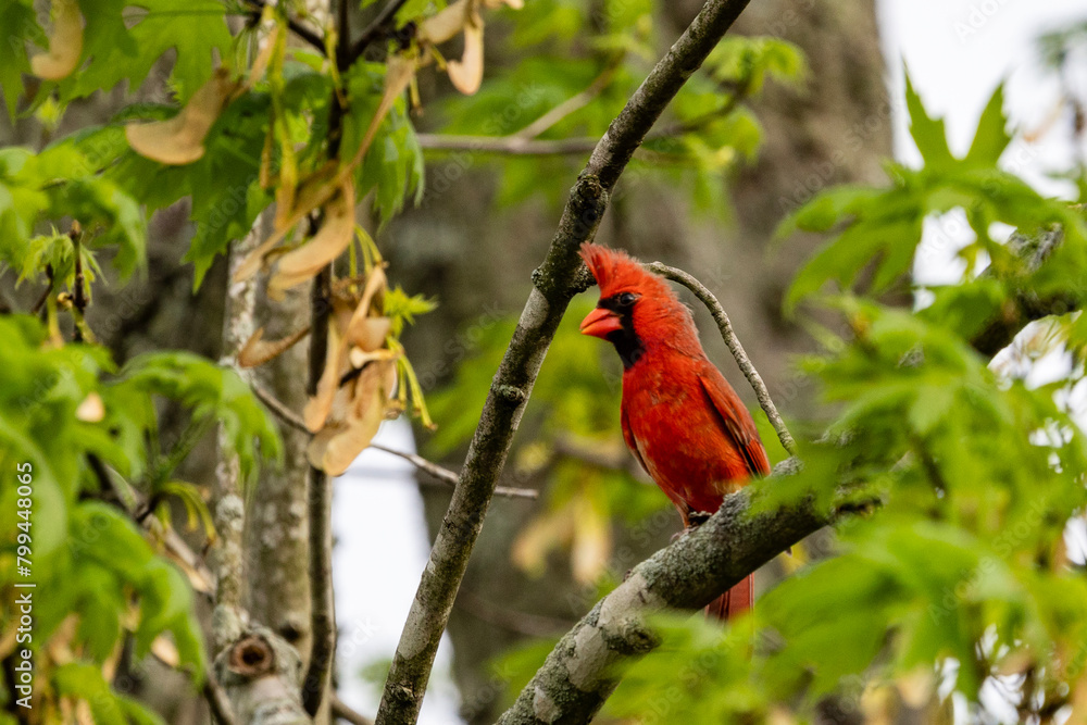 cardinal on a branch cardinal on a branch